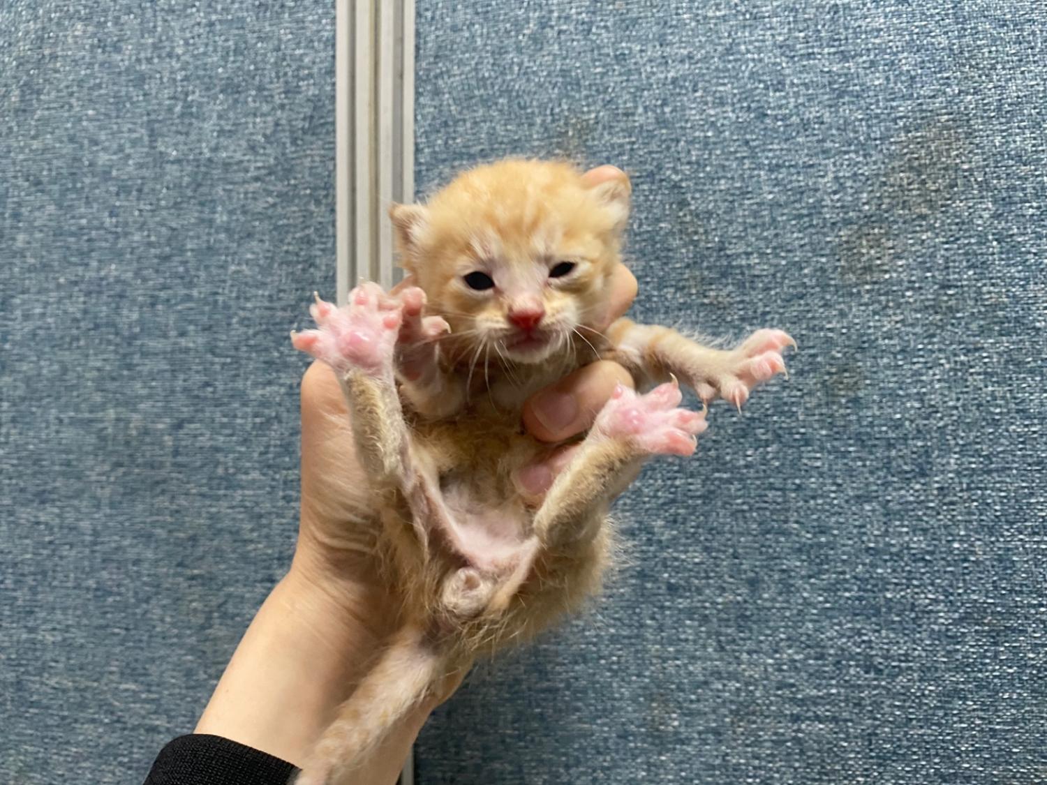 한국야생동물보호협회_441393202400930